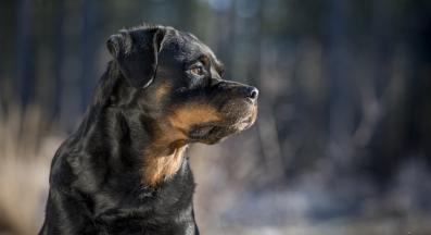 Ротвайлер
