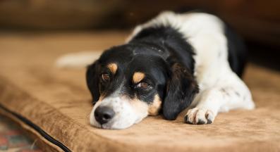 куче само вкъщи