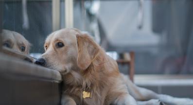 куче само вкъщи