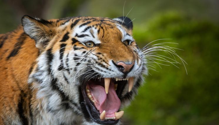 тигър - ИСТИНСКИ УЖАС: Тигър избяга от зоопарк, уби работник!