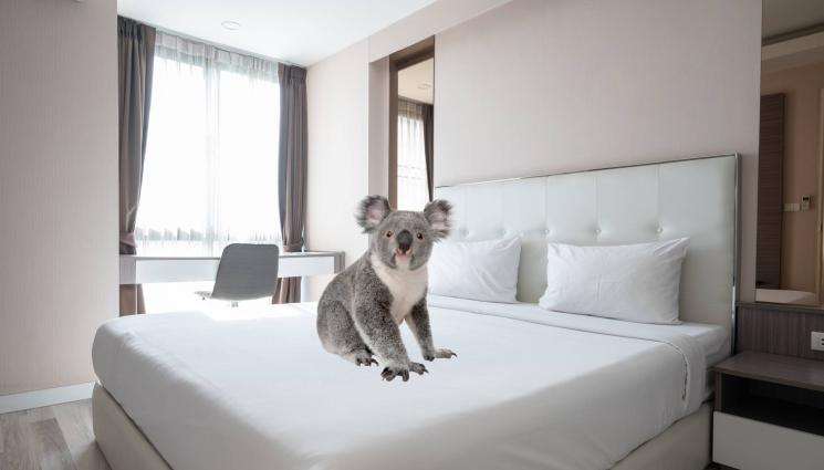 коала - НЕКАНЕН ГОСТ: Коала се настани в спалнята на австралийска двойка! (ВИДЕО)