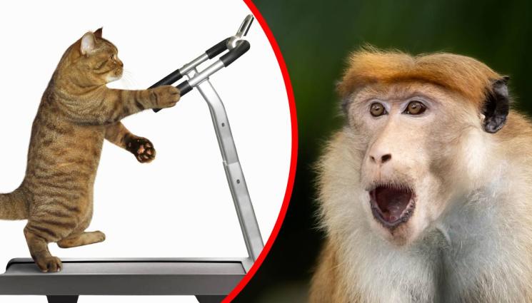 в - ПАРИ НА ВЯТЪРА: САЩ хвърлят милиони за транссексуални маймуни и фитнес за котки!