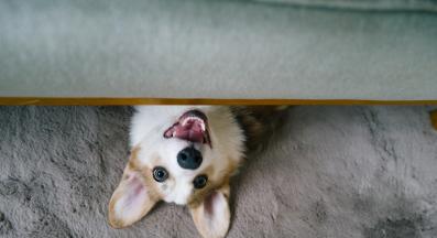 куче внимание