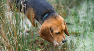 куче души разходка