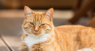 домашна котка