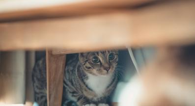 домашна котка