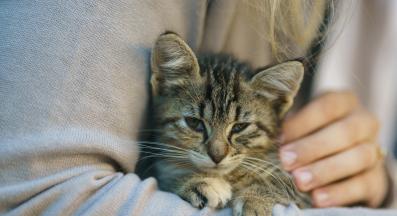 домашна котка