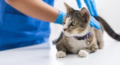 котка при ветеринар