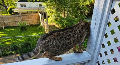 котка на балкон