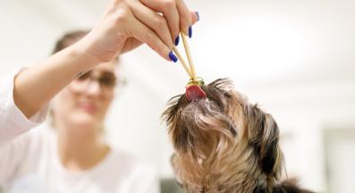 куче краставички