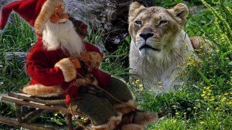 Дядо Коледа лъв