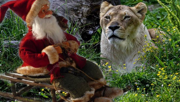Дядо Коледа лъв - ЕКЗОТИКА: Нова година с Дядо Коледа сред слонове, лъвове и тигри