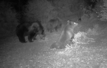 мечка Родопи