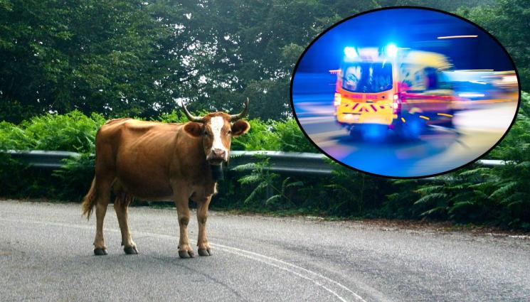 дд - НОВИ ДВЕ КАТАСТРОФИ: Пострадаха ученици, крава загина на място