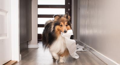 куче тоалетна хартия