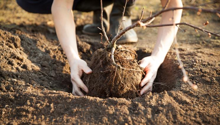 засаждане дърво - Агро Телеграф: Времето подходящо за засаждане на овошки