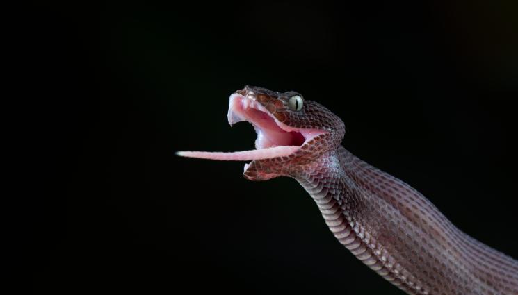 змия - ОПАСНА СРЕЩА: Какво представлява „зомби змията“? (ВИДЕО)