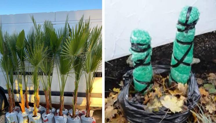 палми банани - Агро Телеграф: Групираме банана в тройка