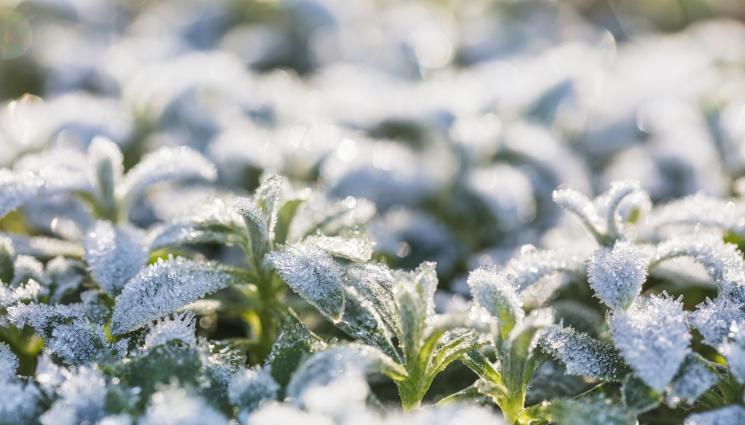 мащерка - Агро Телеграф: Мащерката влиза в покой, риганът се нуждае от мулч