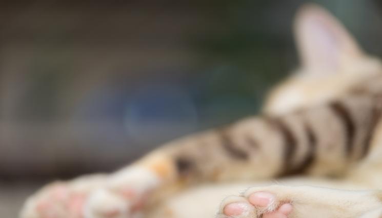 котка - ЗЛОВЕЩО: Деца откриха мъртви и малтретирани котки в парк!