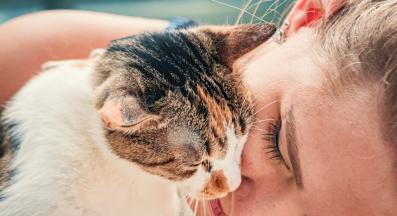 домашна котка