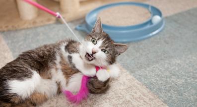 котка с играчки