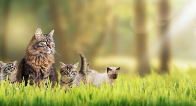 котки си играят