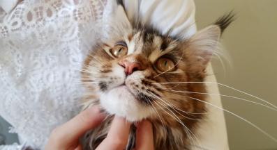 котешки стопанин