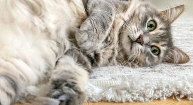 домашна котка