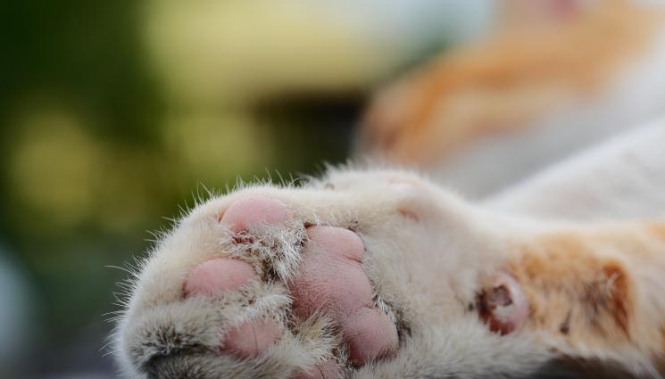 котки - ПОТРЕСАВАЩО: Трупове на котки висят от дърво! (СНИМКА+ВИДЕО 18+)