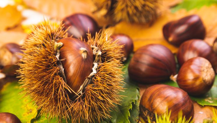 рецепти - Гответе с matekitchen.com: Кестенова есен! (СНИМКИ)