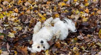 куче мръсотия