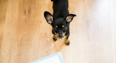 кученце урина