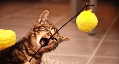 домашна котка