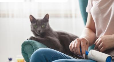 домашна котка линее