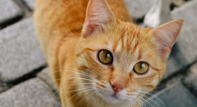 домашна котка