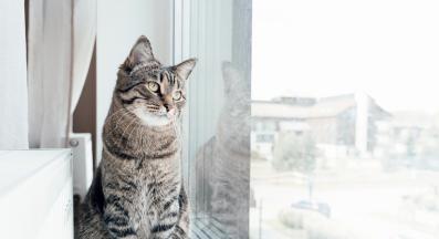 домашна котка