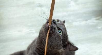 котка играе