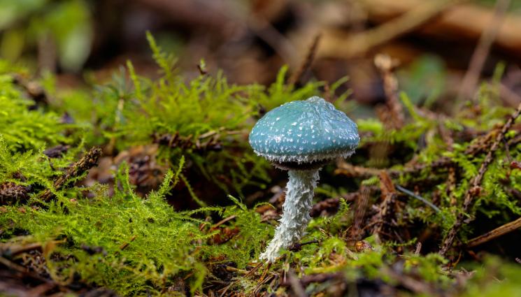 гъба - Учени от БАН откриха нова смъртоносна гъба у нас! (СНИМКА)