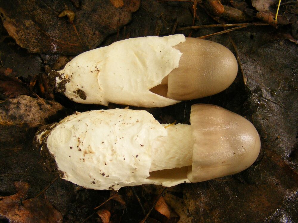 нов вид мухоморка