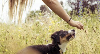 кученце дресура