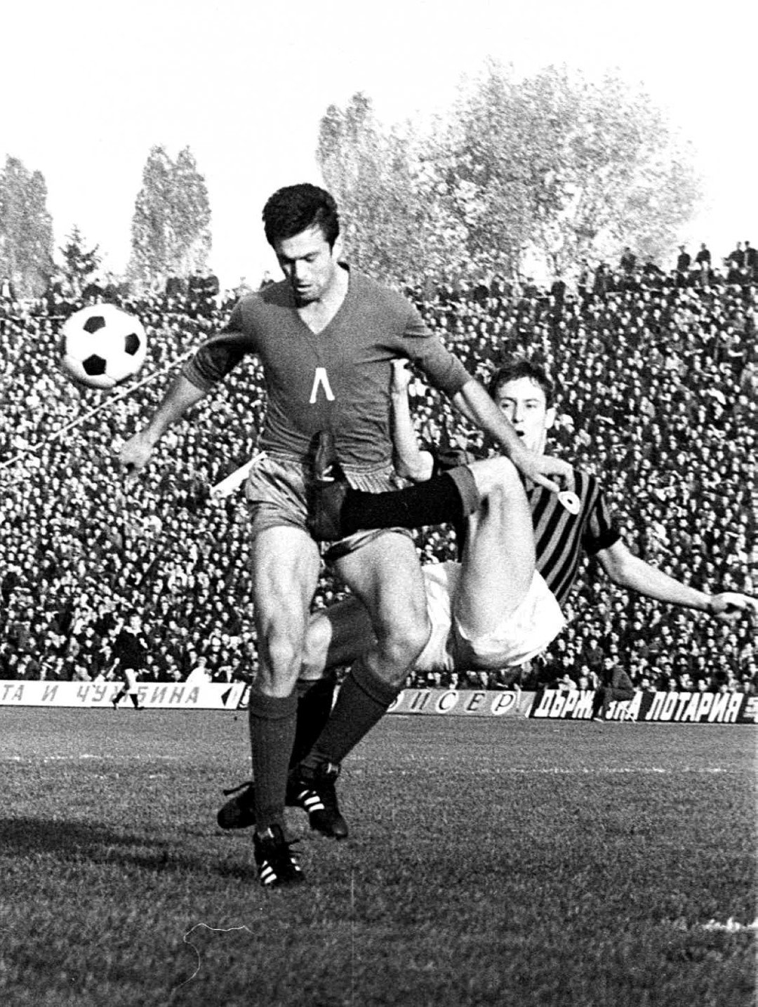 диамантения гунди