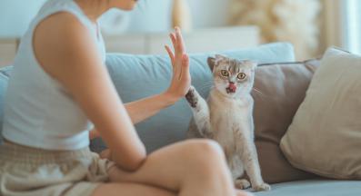 котка и стопанин