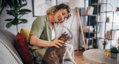 домашна котка