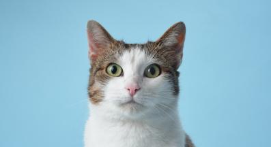 домашна котка