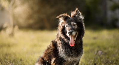 възрастно куче