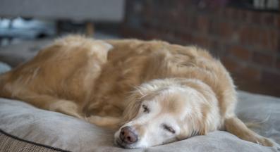 възрастно куче спи