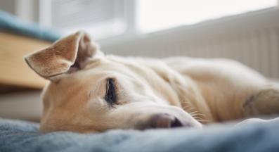 възрастно куче спи