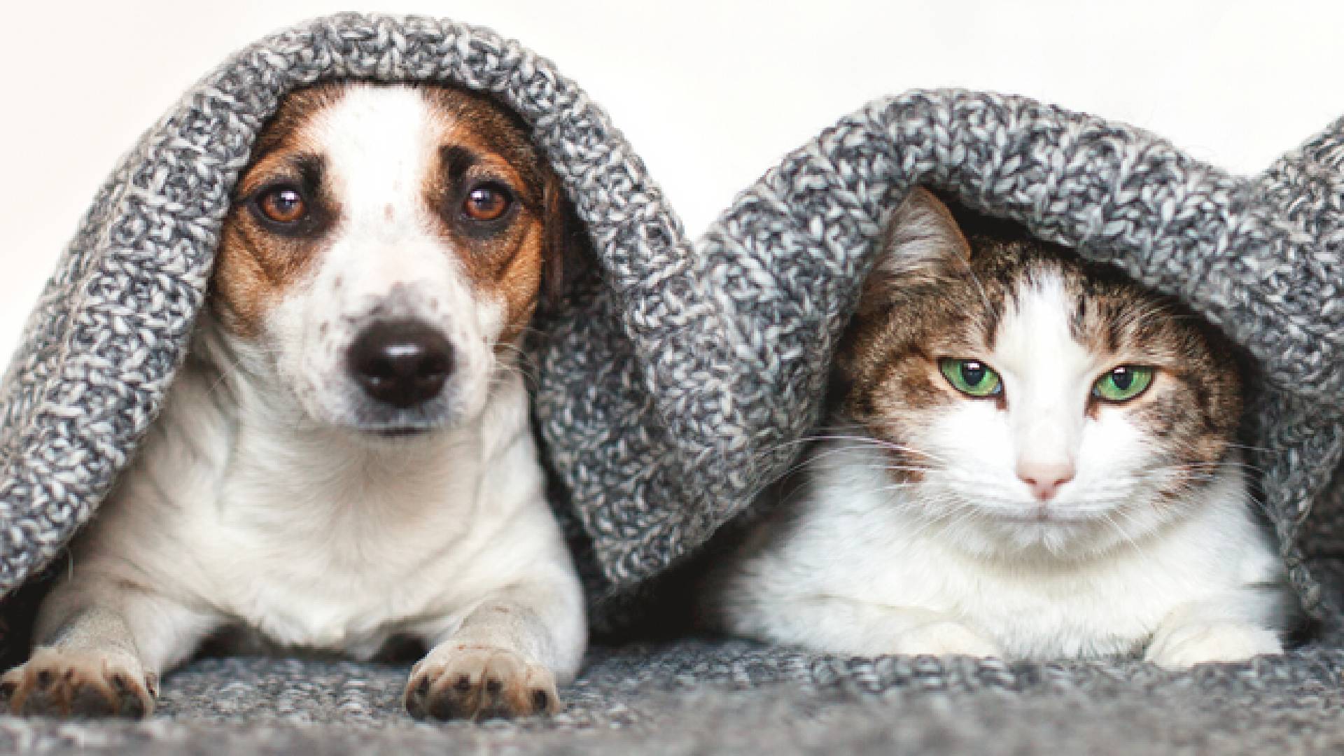 куче и котка