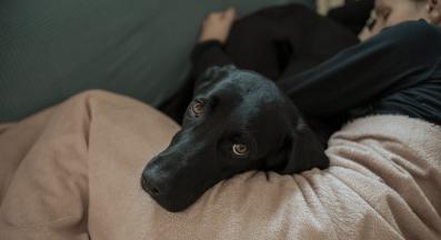 куче депресия